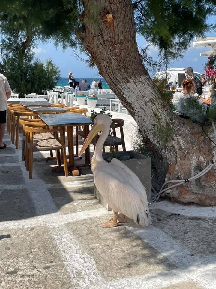 Pelikan walking in a restaurant